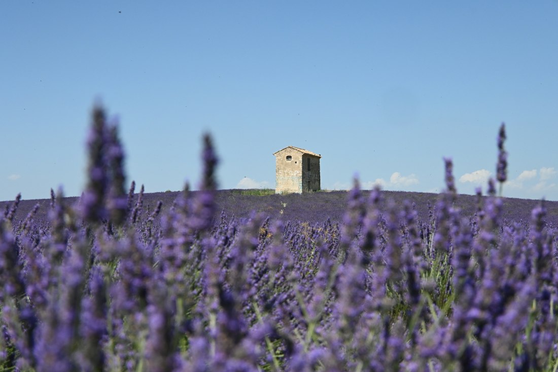 Terrasse et lavandes d’un mas dans le Vaucluse